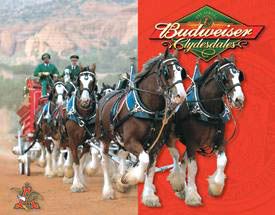 Budweiser Clydesdales